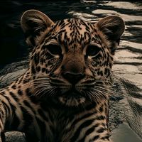 maraz0021