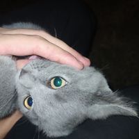 оригинальный звук