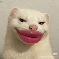 nhạc nền - tracy.kimjoonie