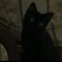 nyaann.rn