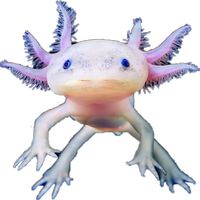 berserk_axolotl