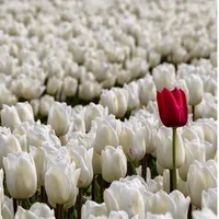 original sound - tripti_sunuwar