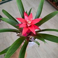 sosuzum000