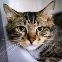 မူရင်းအသံ - ❤️Nguyễn Hồng Nhân🤍