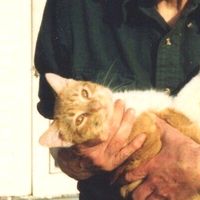 оригинальный звук