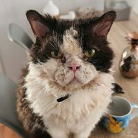 oscar.the.grouch885