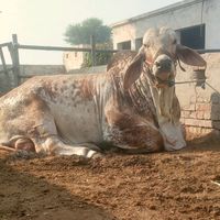 zafar.iqbal.cattl
