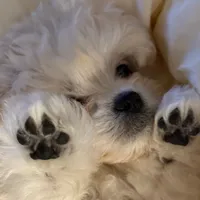 윱콩동물챌린지