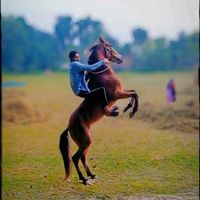sohel_1537