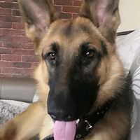 оригинальный звук - 🐕🐕🐕