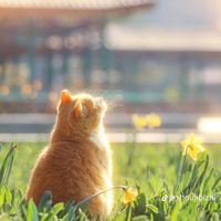 ngoan__kim