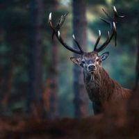 original sound - Deepforest 🦌🕯️