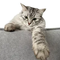 original sound - kotobanditka