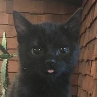 моим звуком пользуются вообще