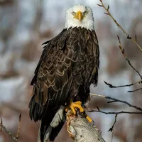 original sound - umami7486