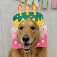 bauthegolden