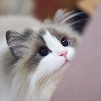 luo._2