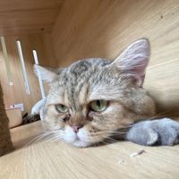 nhạc nền - chán đời giai đoạn cuối