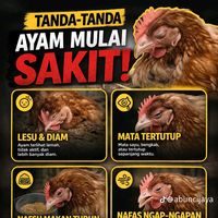 suara asli - sgb