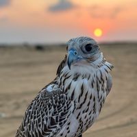 حنا عسير العزوة الغلابه