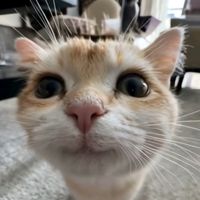 lycheeyx