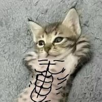 wtf_brat0