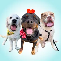 original sound - rottweilerbeau