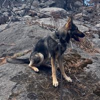 k9.riley_