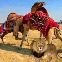 uth_baaz_786