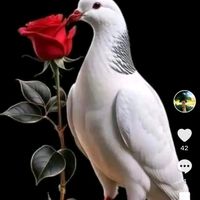 nesssysr