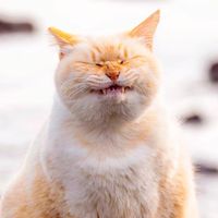 မူရင်းအသံ - win