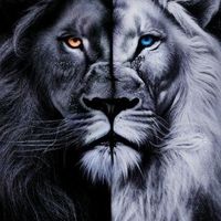 momihamed2