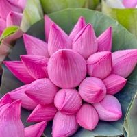 សំឡេងដើម - ប្រាថ្នា