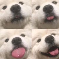 _4nxtee