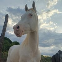 perola.white