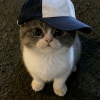 suara asli - rorrr🫨