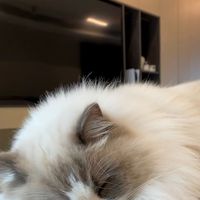 ullmp__