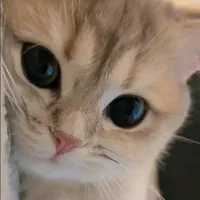 original sound - meowmeow93.1