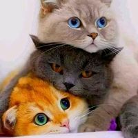 bunyi asal - Amran Hashim Hashim