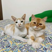 minisimba00