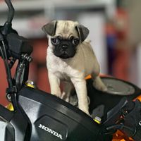pug_capuchinos