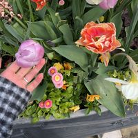 alaaplant