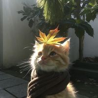 justunumeow