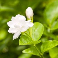 original sound - ညို