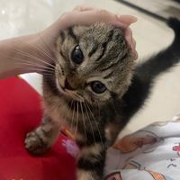 bombom_meow