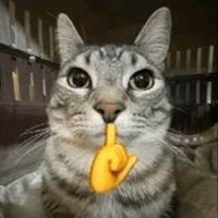 suara asli - kucing bengkel