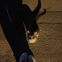 nhạc nền - Ỏo TÕn