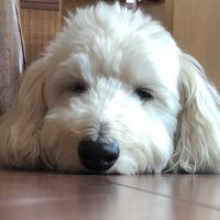 212212snoopy