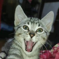 kittyy1_2