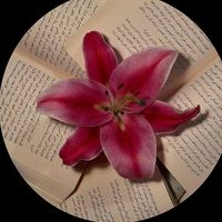 aseel40200